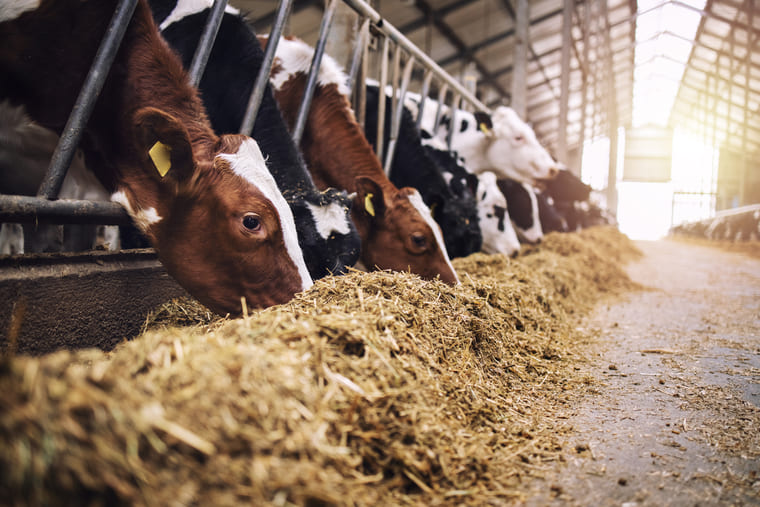 koeien op een melkboerderij